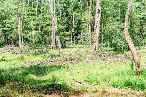 0 Eagles Nest Road Bruceton Mills WV 26525