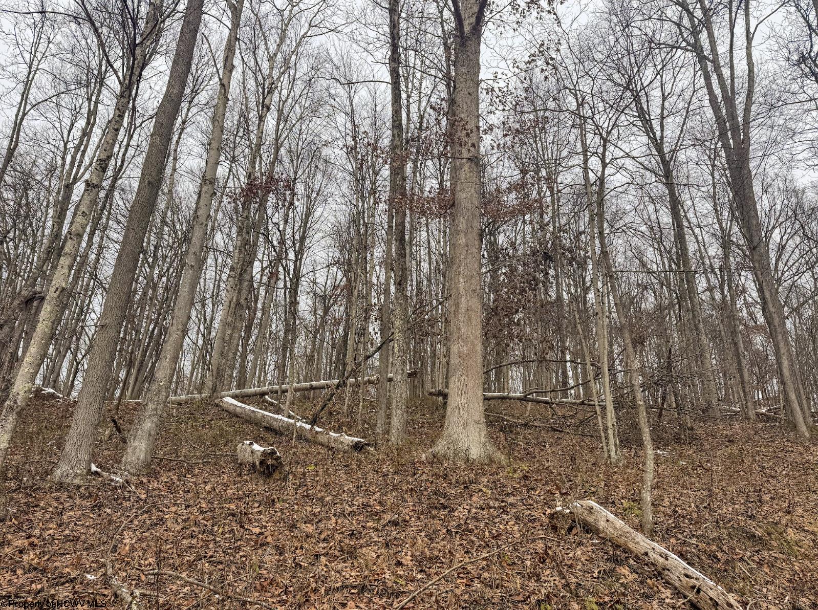 1 States Fork Road Metz WV 26585