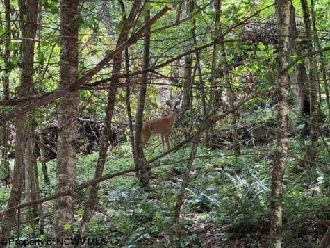 0 River Road Junior WV 26275