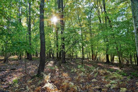 0 E Alpine Drive Terra Alta WV 26764
