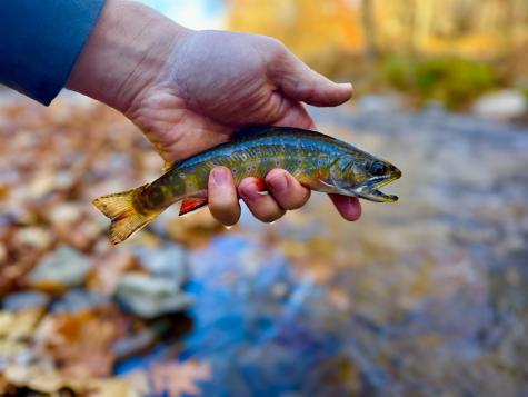 2453 Channel Road Mill Creek WV 26280