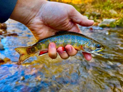 2453 Channel Road Mill Creek WV 26280