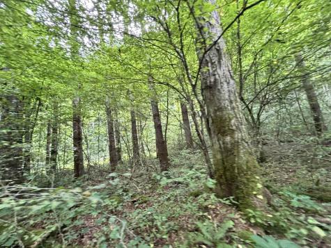 0 Clover Run Road Parsons WV 26287