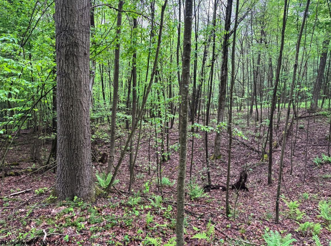 103 Laurel Loop Bruceton Mills WV 26525