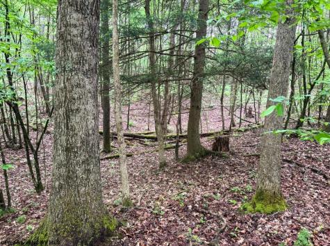103 Laurel Loop Bruceton Mills WV 26525