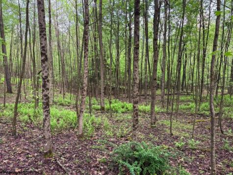 103 Laurel Loop Bruceton Mills WV 26525