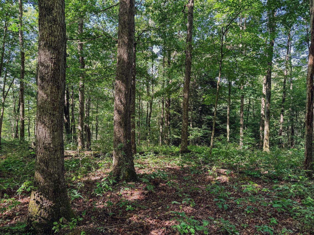 0 Whitewater Parkway Bruceton Mills WV 26525