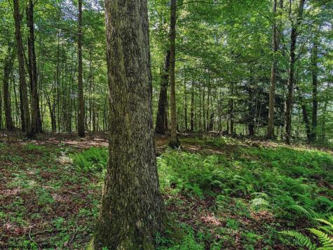 0 Whitewater Parkway Bruceton Mills WV 26525