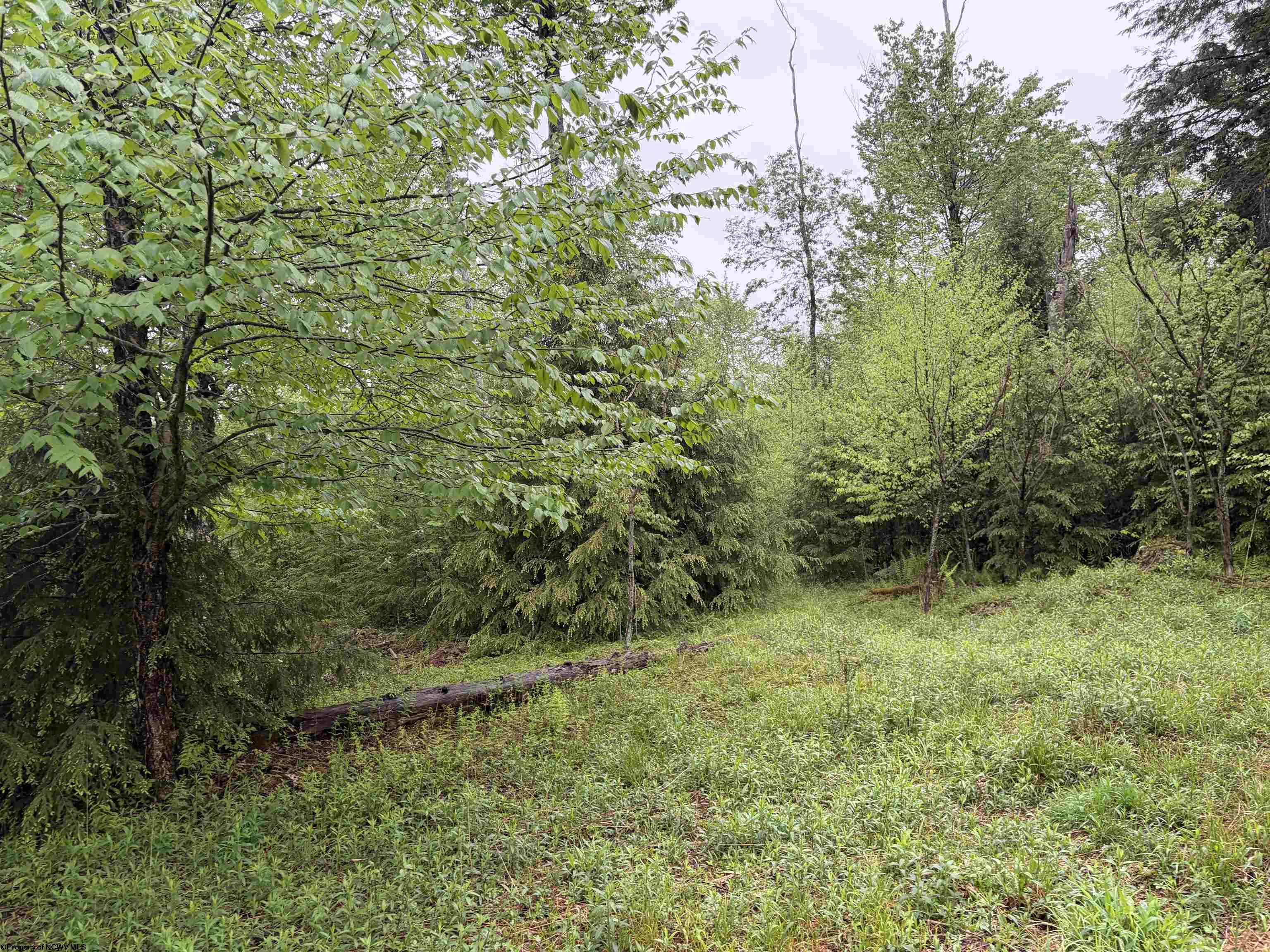 76 Bassilla Way Davis WV 26260
