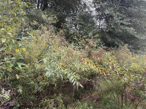 0 Crystal Springs Road Elkins WV 26241