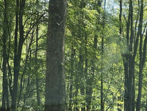0 Hunters Fork Road Belington WV 26250