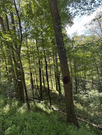 0 Hunters Fork Road Belington WV 26250