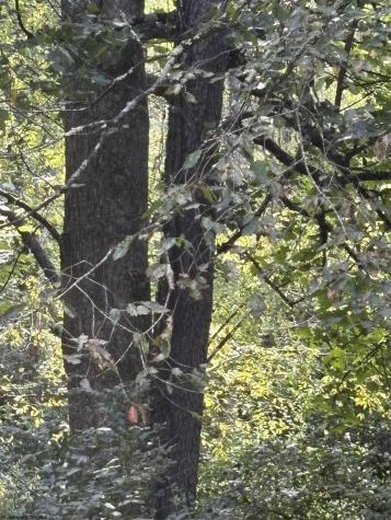 0 Hunters Fork Road Belington WV 26250