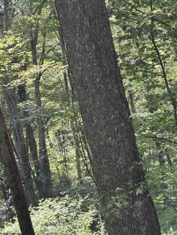 0 Hunters Fork Road Belington WV 26250