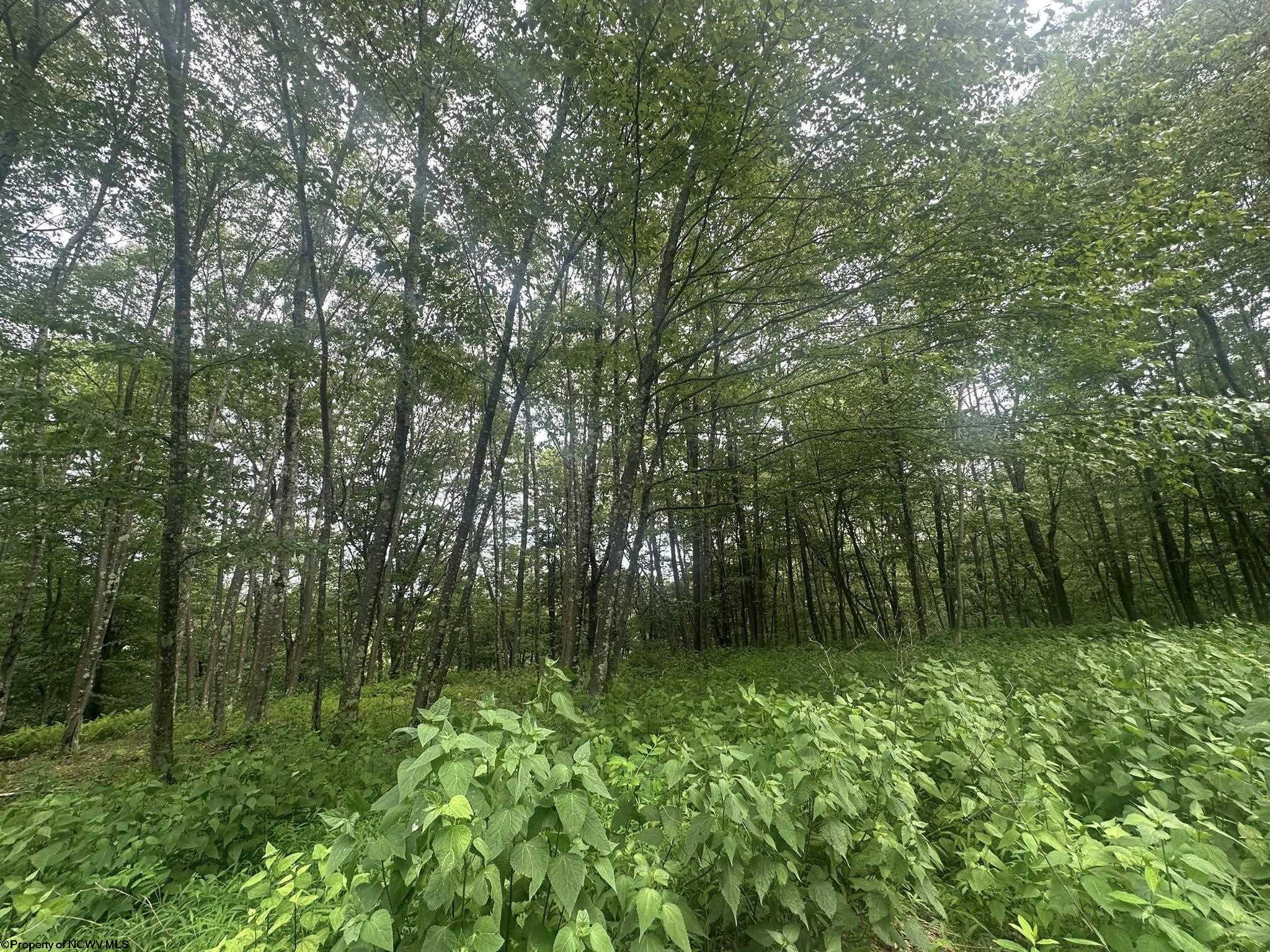 153 Windflower Drive Terra Alta WV 26764