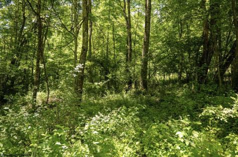 22 Lake Island Drive Belington WV 26250