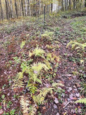 33213 Veterans Memorial Highway Terra Alta WV 26764