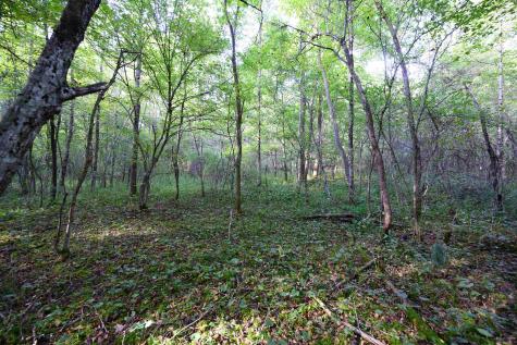 1 Deep Hollow Drive Kingwood WV 26537