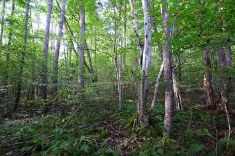 1 Deep Hollow Drive Kingwood WV 26537