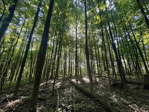 0 Calvert Shaver Road Rowlesburg WV 26425