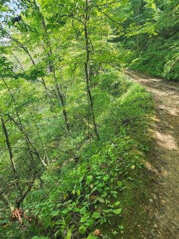 166 Brown Road Wallace WV 26448-8547