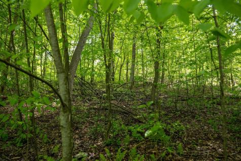1 Laurel Mountain Road Belington WV 26250
