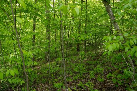 1 Laurel Mountain Road Belington WV 26250