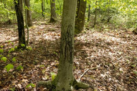 1 Laurel Mountain Road Belington WV 26250