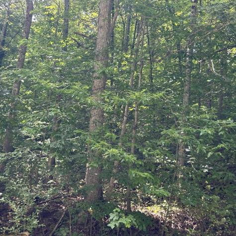 0 Big Bend Drive Kingwood WV 26537
