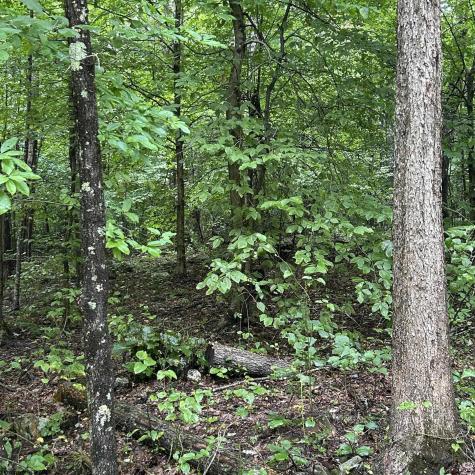0 Big Bend Drive Kingwood WV 26537
