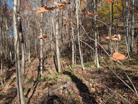 0 Brush Run Mannington WV 26582