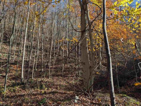 0 Brush Run Mannington WV 26582