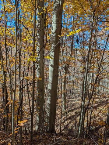 0 Brush Run Mannington WV 26582
