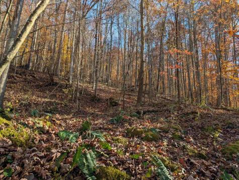 TBD Brush Run Mannington WV 26582