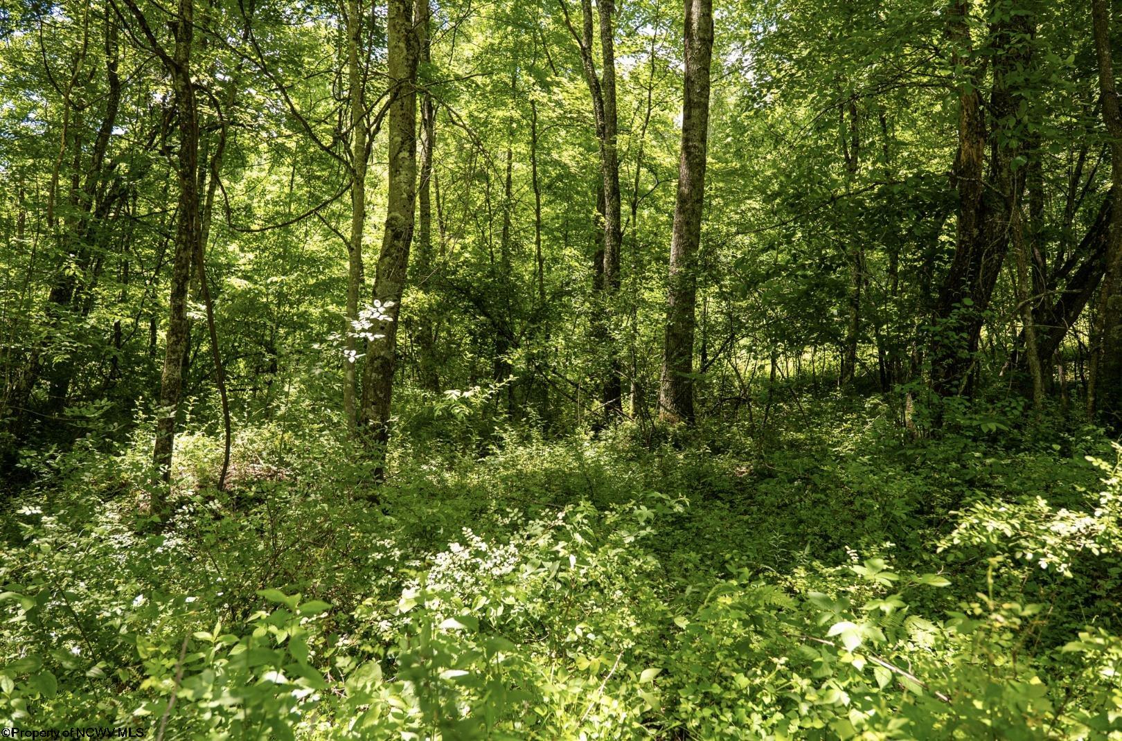 23 Lake Island Drive Belington WV 26250