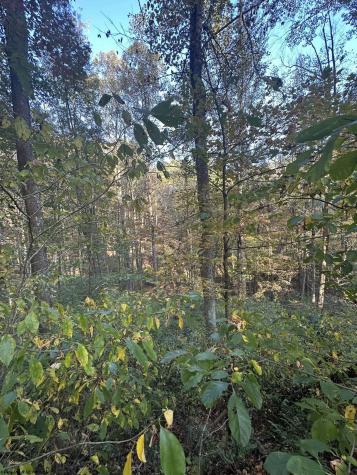 7 Cannon Hill Road Rowlesburg WV 26425