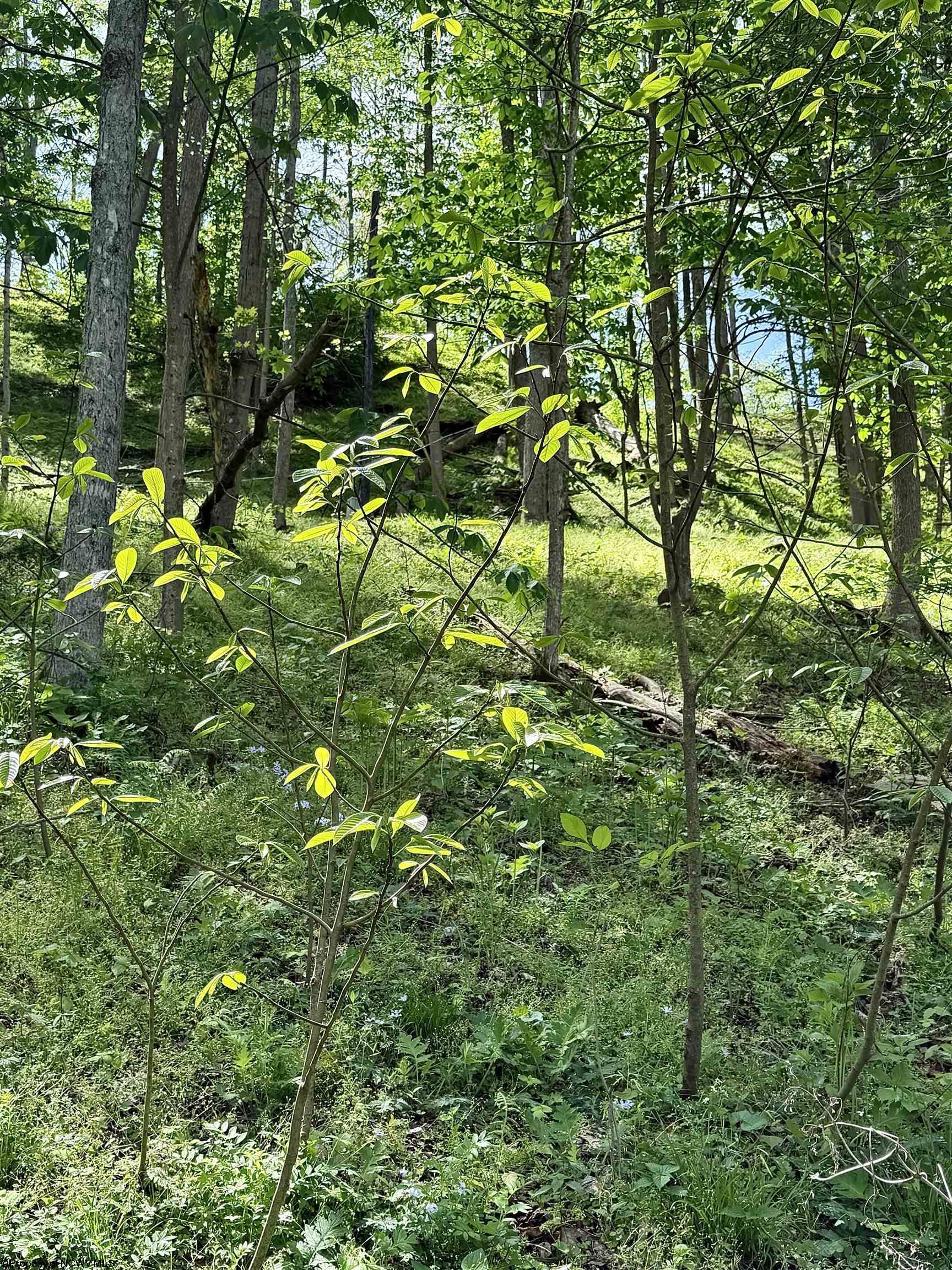 99 Crystal Lake West Union WV 26456