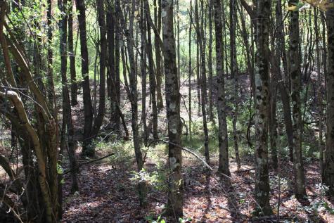 1429 Sand Bank Road Masontown WV 26542