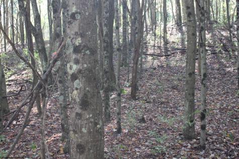 1429 Sand Bank Road Masontown WV 26542