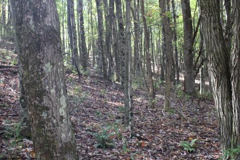 1429 Sand Bank Road Masontown WV 26542