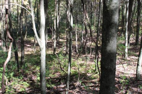 1429 Sand Bank Road Masontown WV 26542