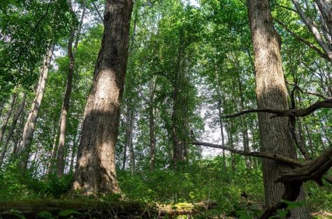 0 N Preston Highway Bruceton Mills WV 26525