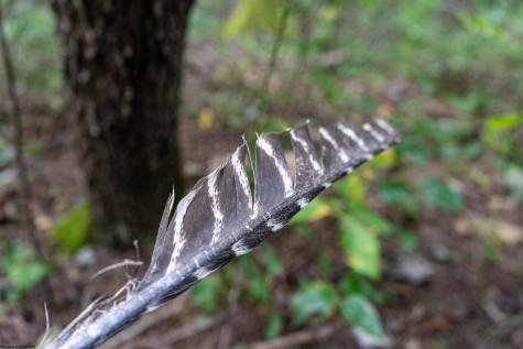 0 N Preston Highway Bruceton Mills WV 26525