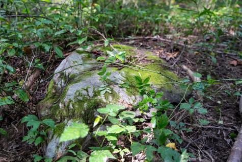 0 N Preston Highway Bruceton Mills WV 26525