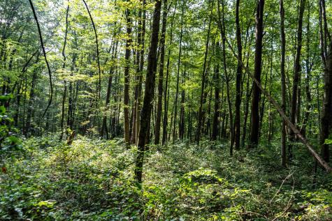 0 N Preston Highway Bruceton Mills WV 26525