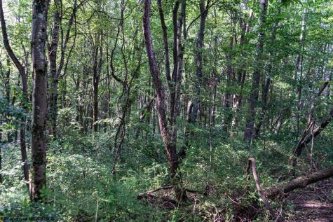 0 N Preston Highway Bruceton Mills WV 26525