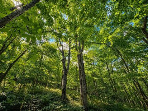 12 Iron Horse Lane Dryfork WV 26263