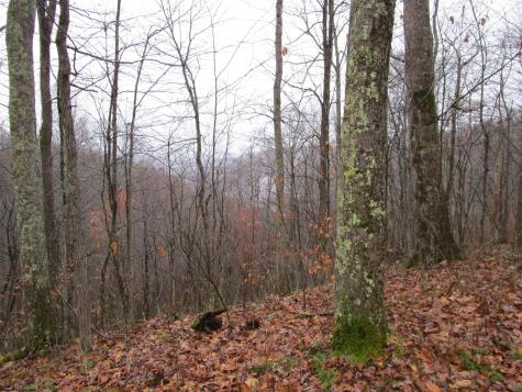 0 N Pheasant Mountain Road Kerens WV 26276-0010