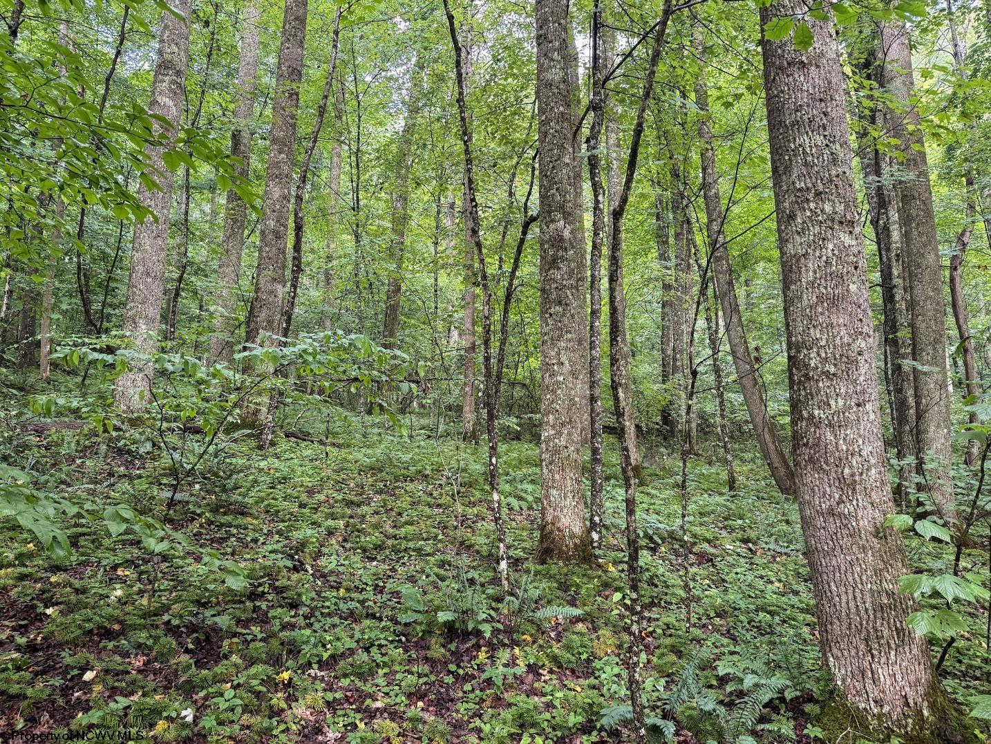 1 Hanging Run Road Belington WV 26250