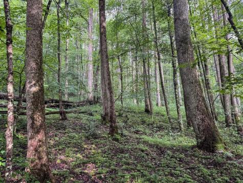 1 Hanging Run Road Belington WV 26250
